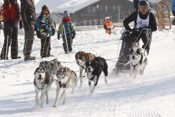 Lenk 2012 SM